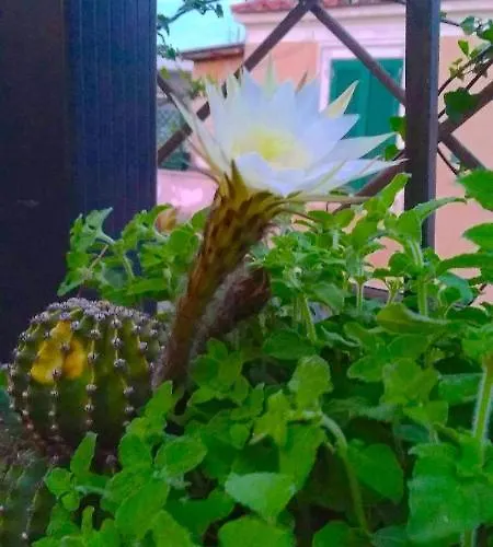 Fiore Apartamento *